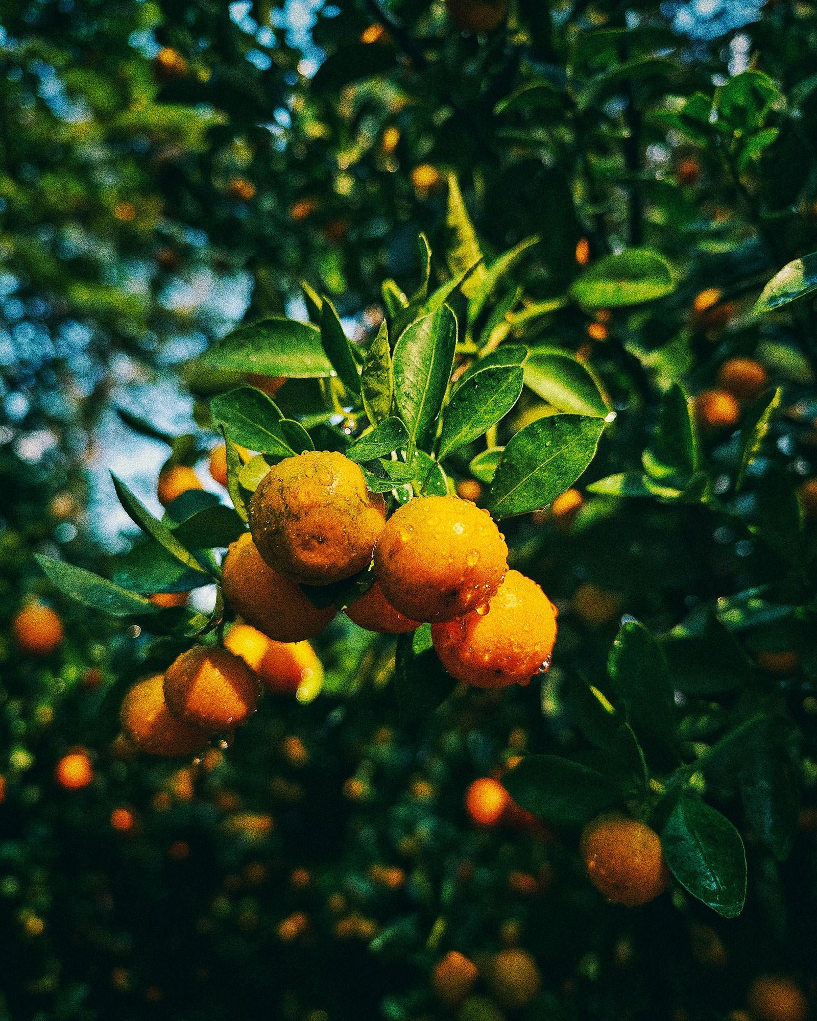 Jijide Citrus Grove discovery kit profumi agrumati