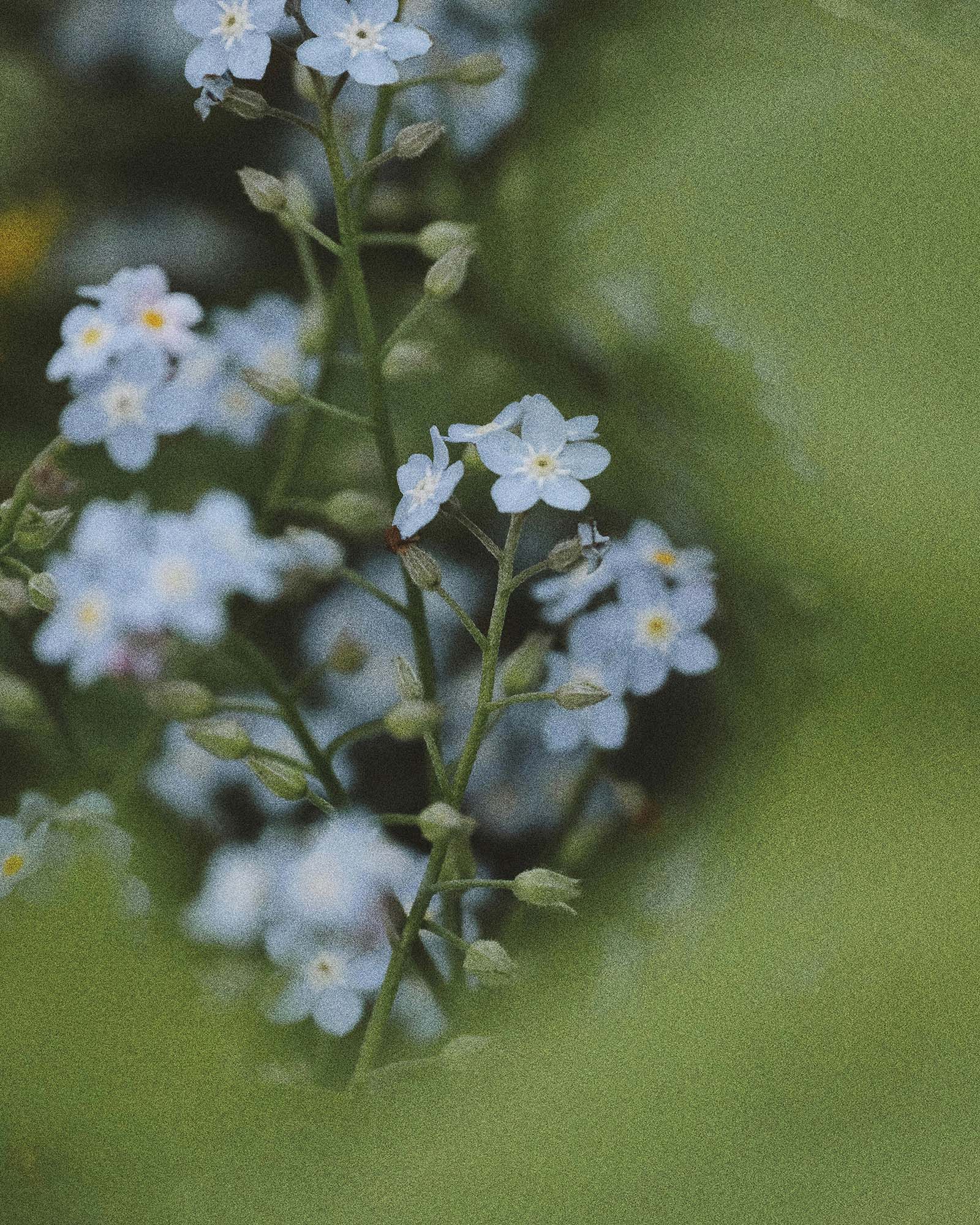 In the Garden